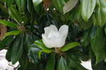 Southern magnolia